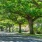 trees hanging over road